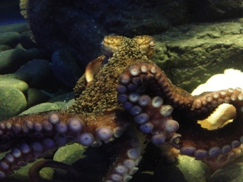 One of our beautiful girls, Octopus Prime (O.P.), a Giant Pacific Octopus