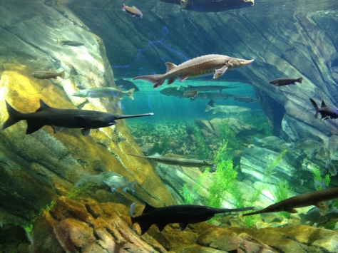 Paddlefish (and others) in the Great Lakes habitat