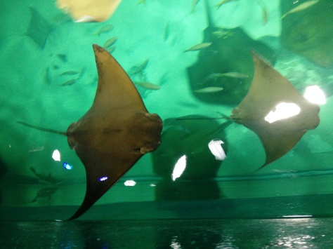Gorgeous little cownose rays in Ray Bay