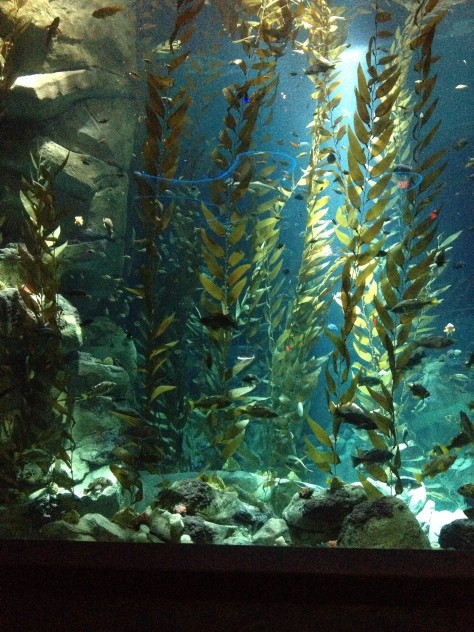 Kelp Forest all ready for opening