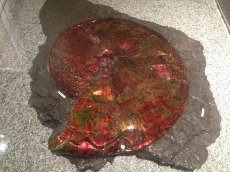Massive ammonite, fossilized into ammolite
