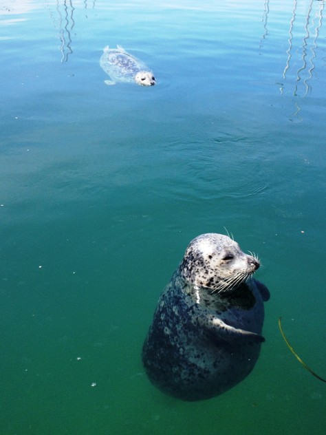 Chubby little harbour seals in the marina, waiting for food